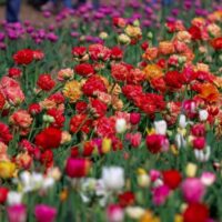 Тур из Одессы на тюльпановое поле. Волынь