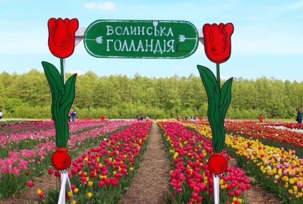 Тур из Одессы на тюльпановое поле. Волынь