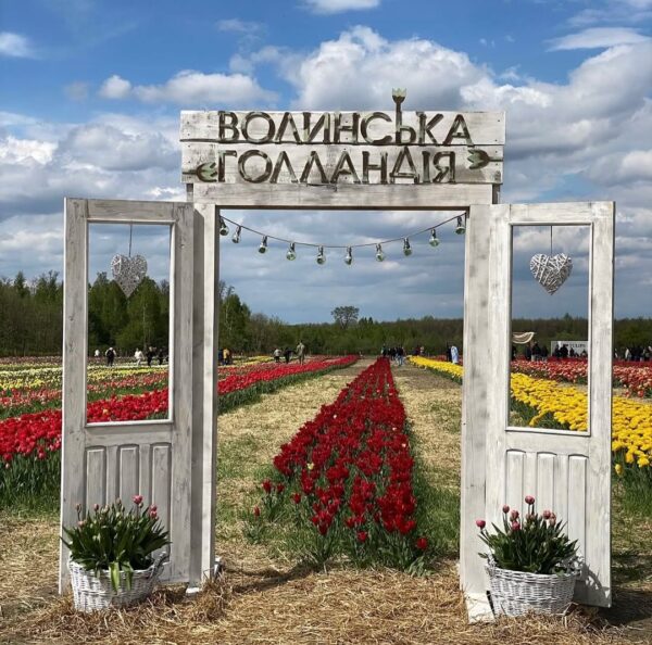 Тюльпанове поле. Волинська Голландія. Тури з Одеси та Києва
