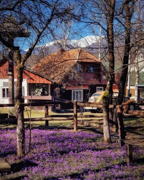 крокусы Закарпаття
