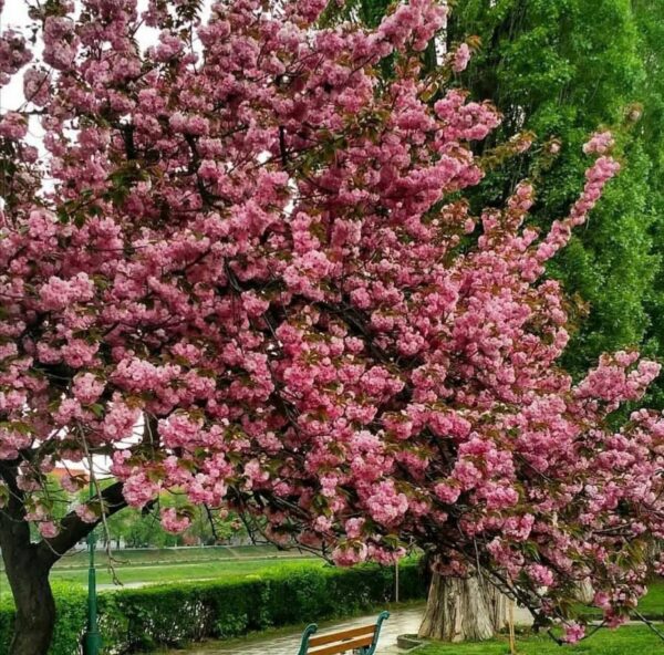 Тур в Угород. Сакура. З Одеси