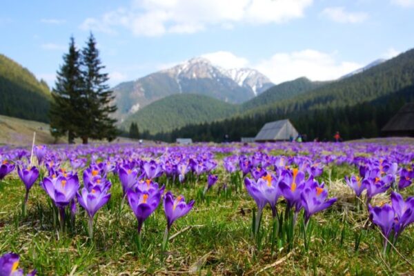 ТУр на Закарпаття. Крокуси. Колочава