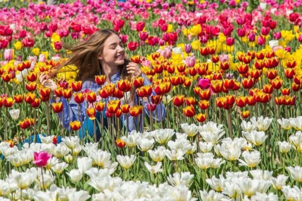 Тюльпанове поле. Волинська Голландія. Тури з Одеси та Києва