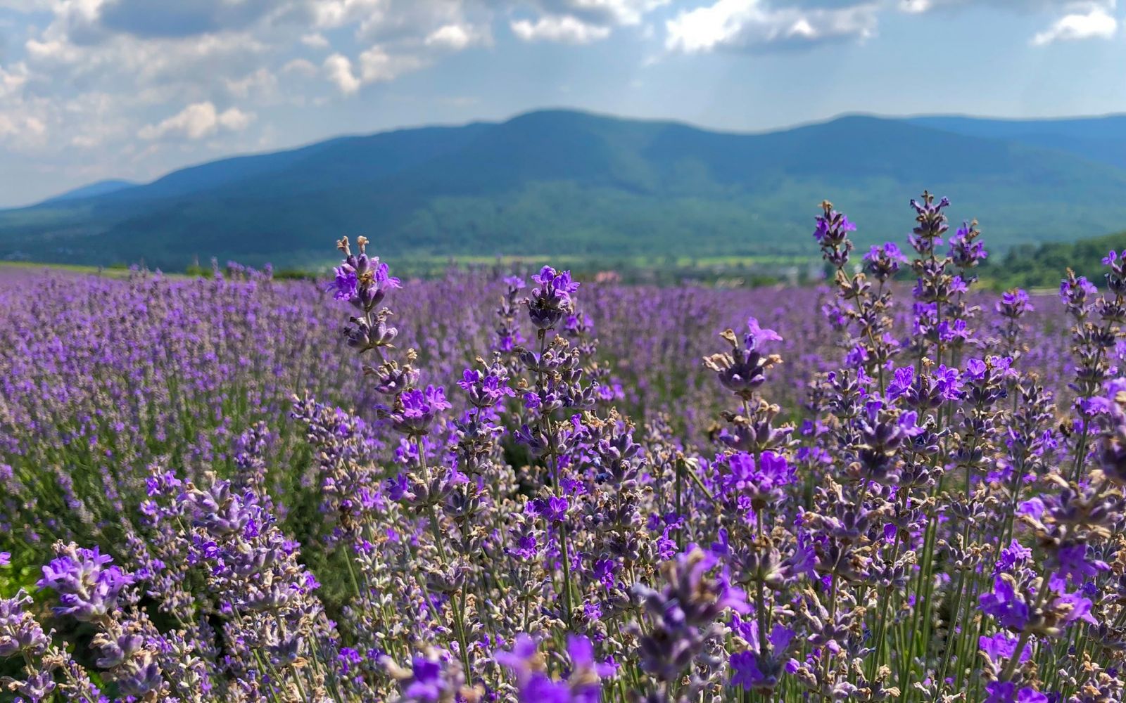 ЛАвандова гора. Закарпаття. Тури з Одеси, Києва по Україні